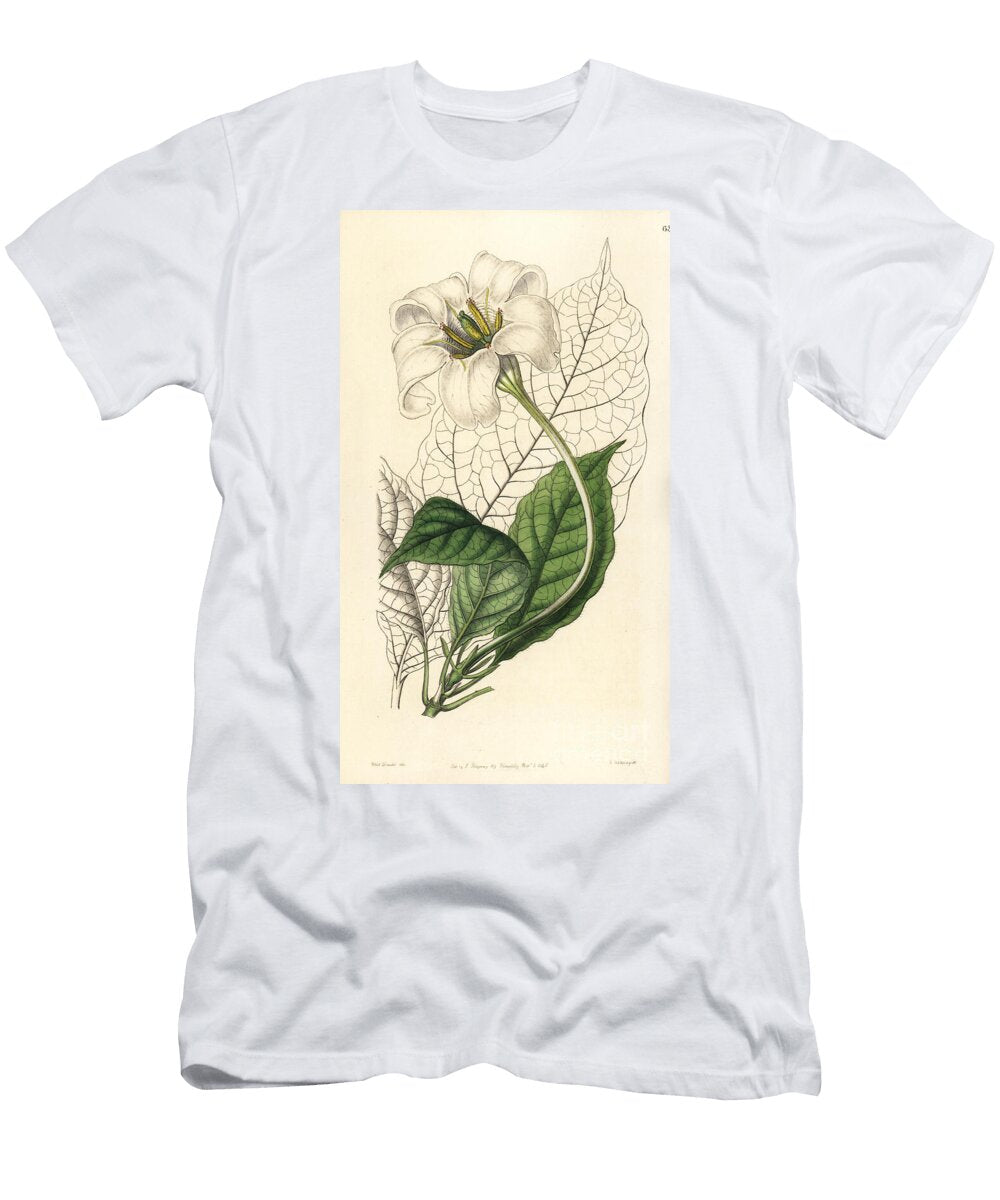 Angels Trumpets Euclinia Longiflora Duke of Devonshires Gardenia Gardenia Devoniana European School T-Shirt