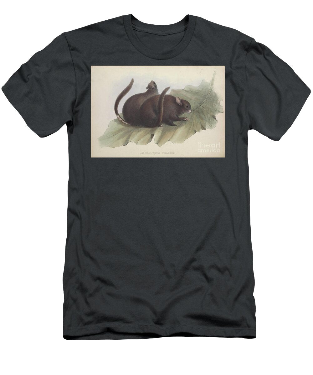 Anomalurus Fraseri Zoologia Typica Q1 Historic Illustrations T-Shirt