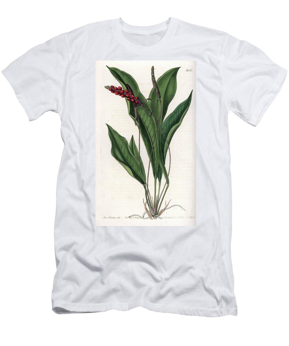 Anthurium Gracile Sydenham Teast Edwards T-Shirt