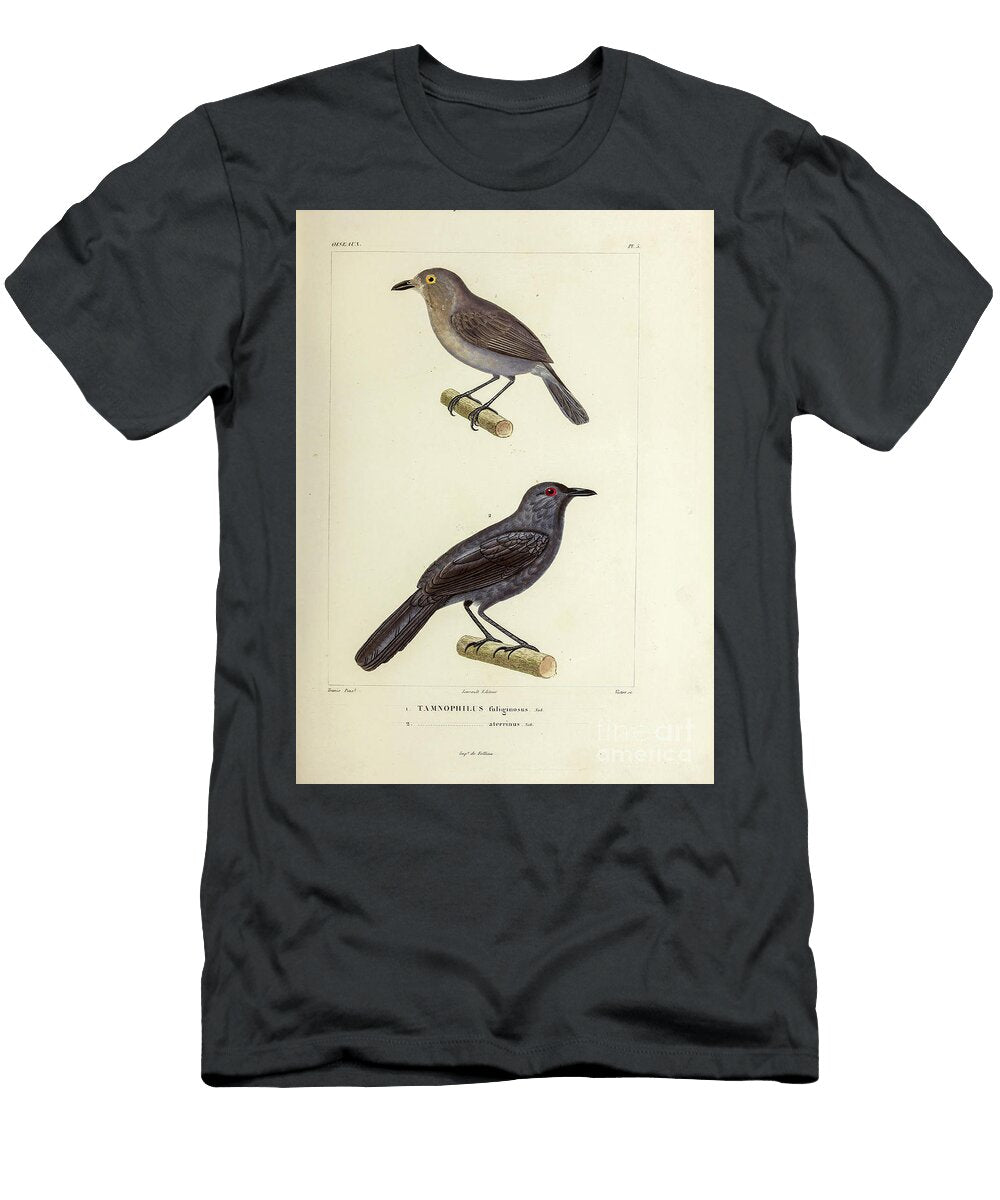 Antshrike of South America 1835 U1 Historic Illustrations T-Shirt