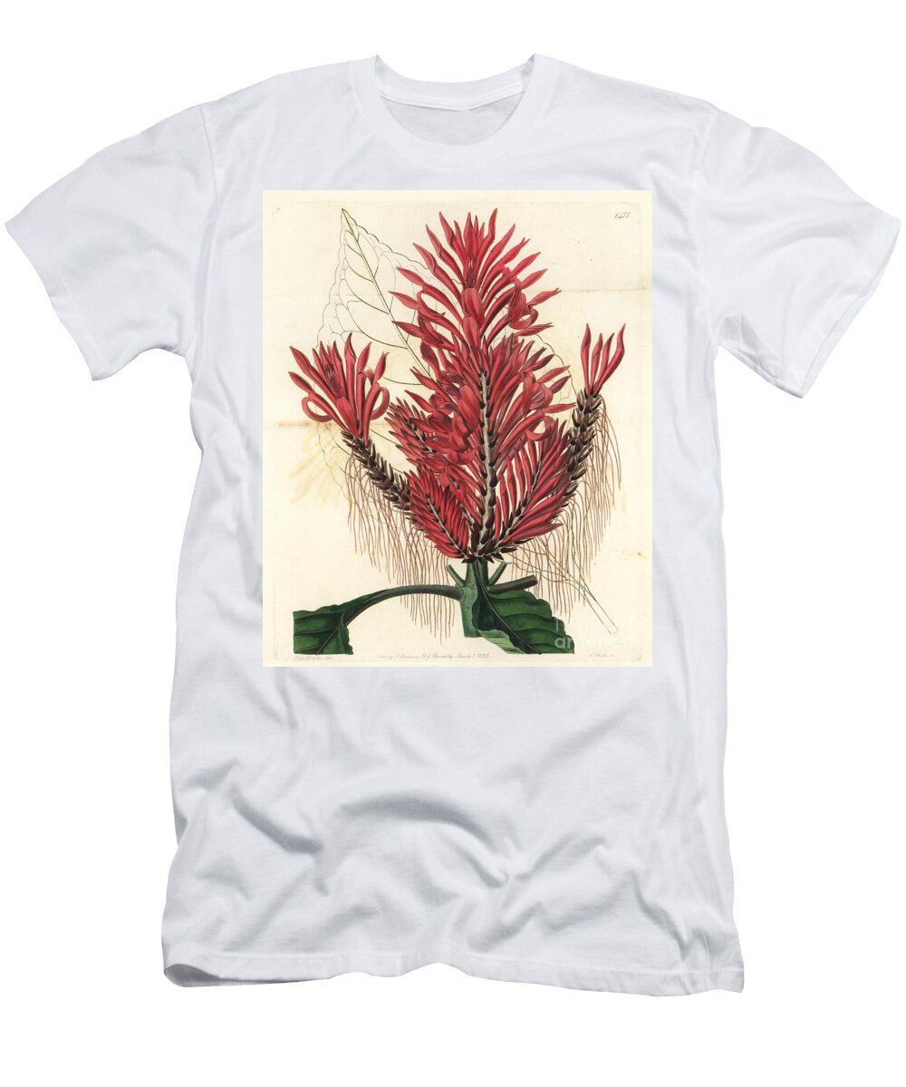 Aphelandra Arborea Crested Aphelandra Aphelandra Cristata Sydenham Teast Edwards T-Shirt