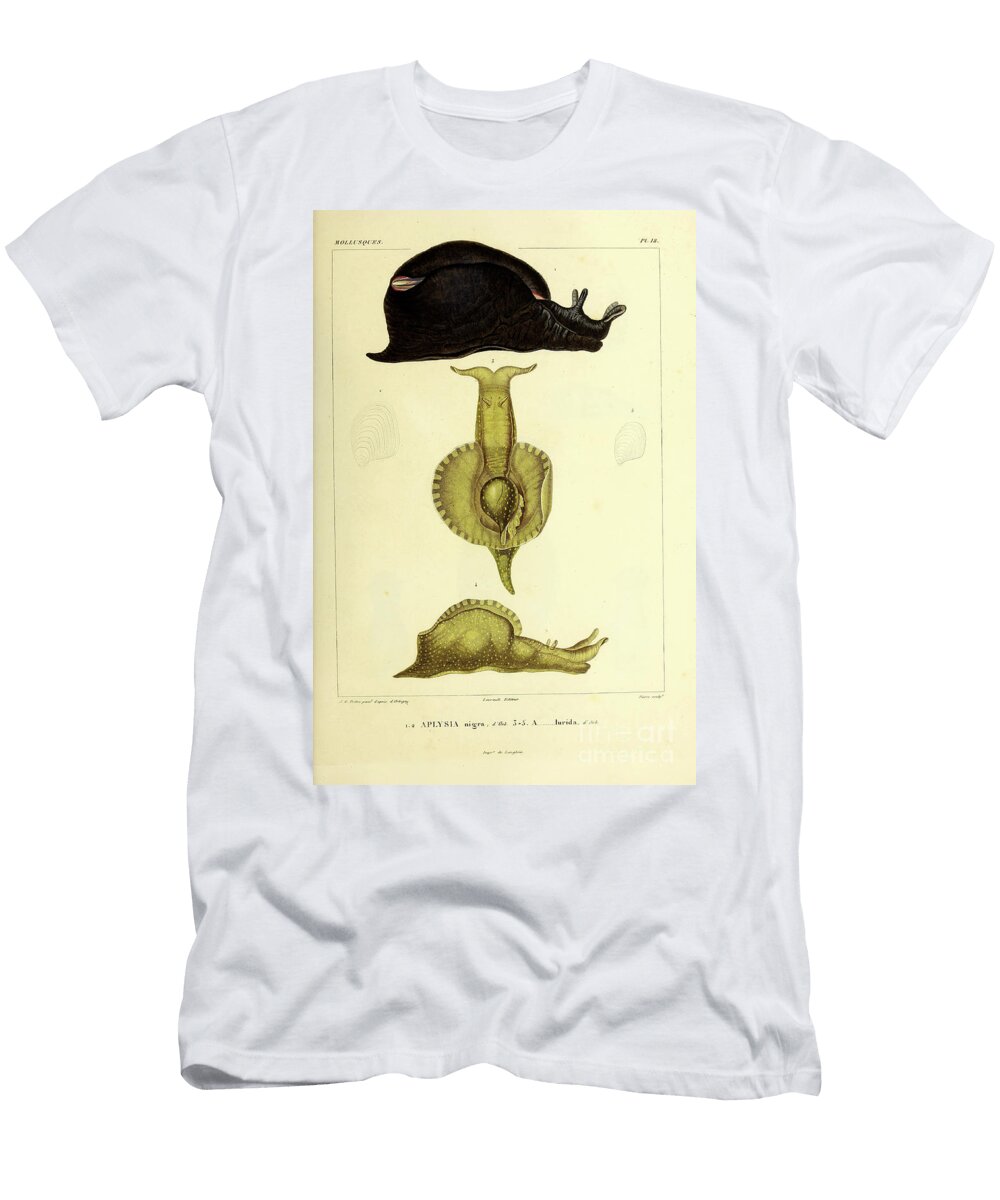 Aplysia Sea Slug B2 Historic Illustrations T-Shirt