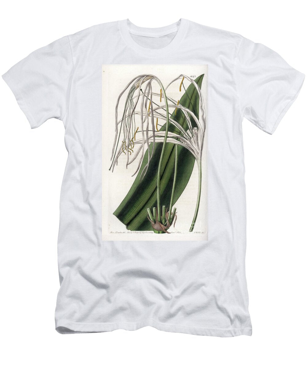 Araignee Lily or Sea Daffodil or Sea Lily Sydenham Teast Edwards T-Shirt