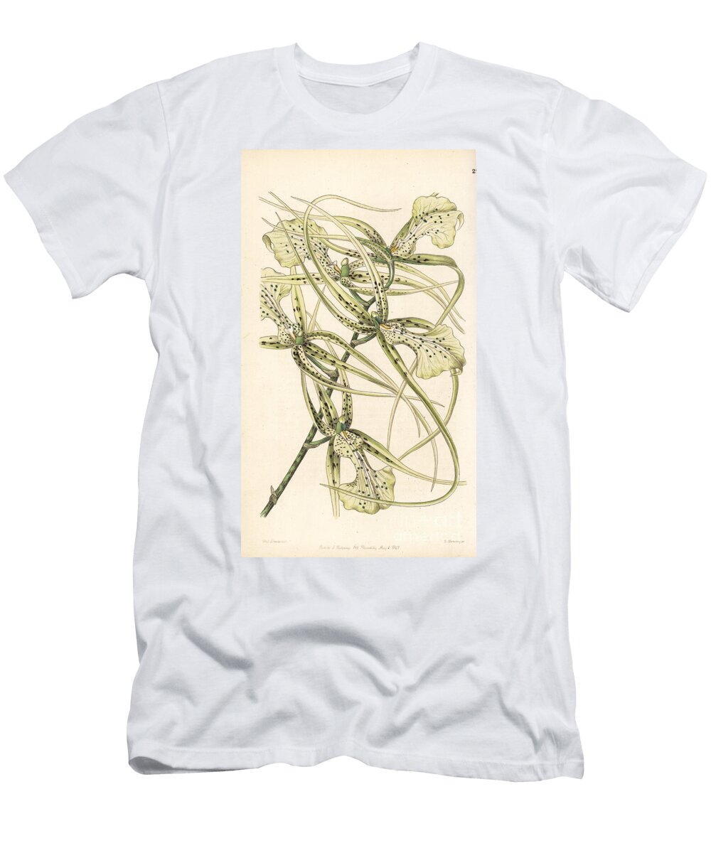 Araignee Orchid Variete Warty Brassia Orchid Brassia Verrucosa Long Armed Brassia Brassia Brachiata European School T-Shirt