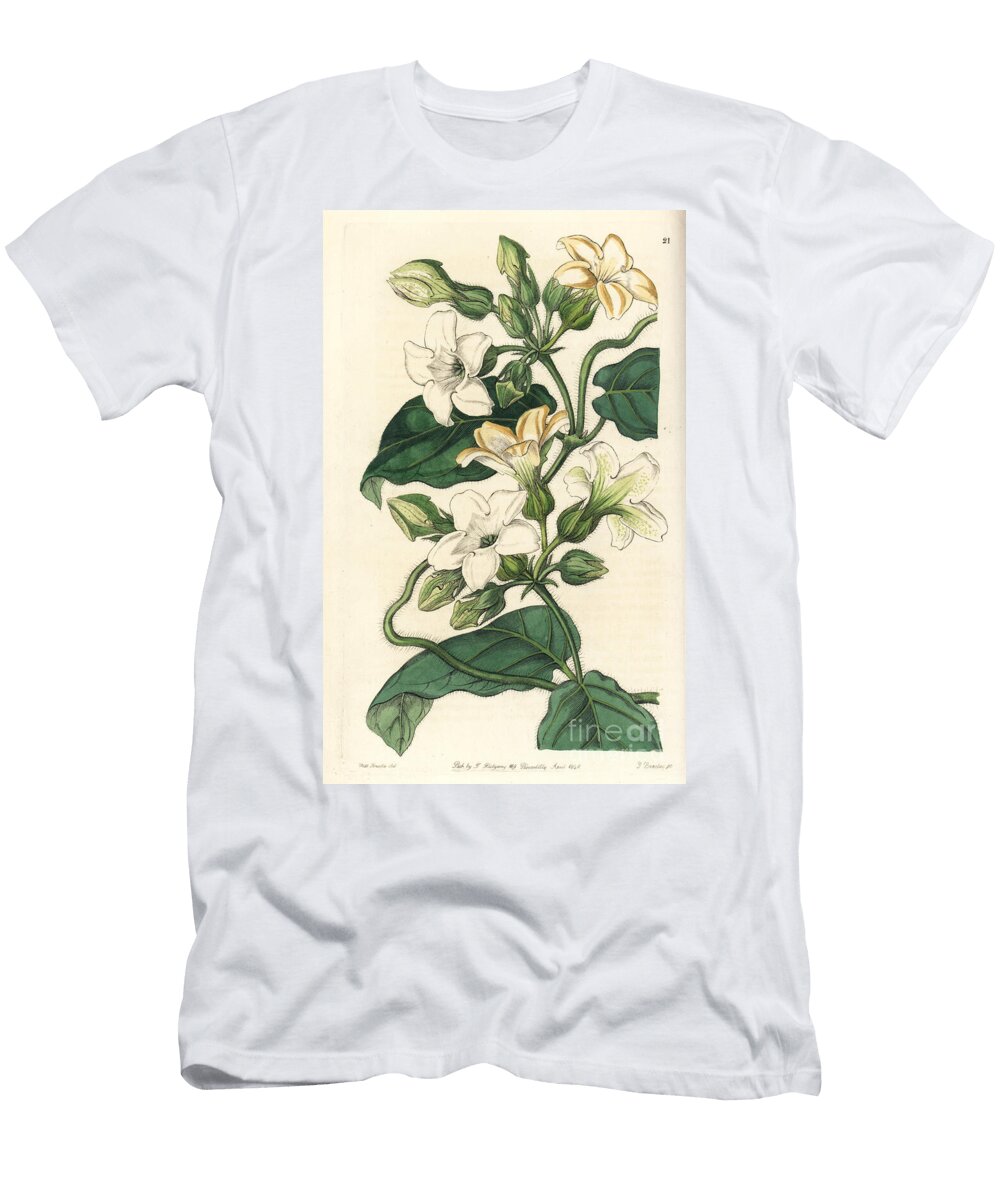 Araujia Graveolens Strong Scented Schubertia Schubertia Graveolens European School T-Shirt