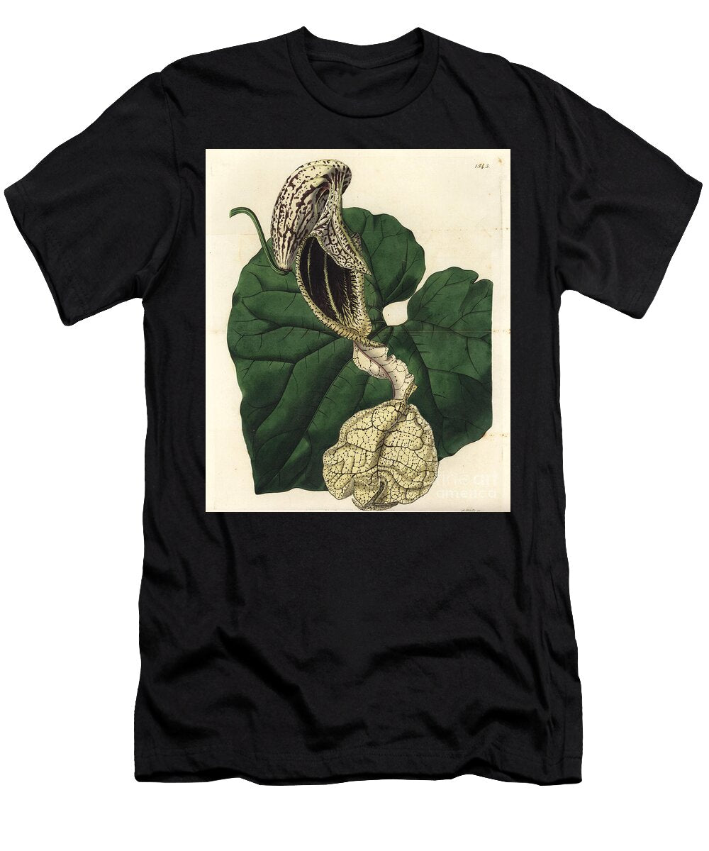 Aristoloche Variete Boat Flowered Birthwort Aristolochia Cymbifera Sydenham Teast Edwards T-Shirt