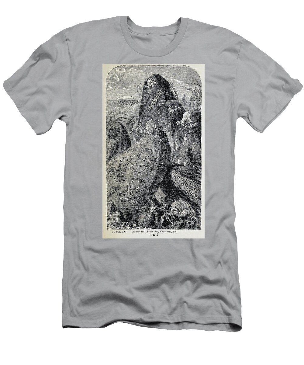Artworek of Tiny Organisms Under Microscope K1 Historic Illustrations T-Shirt