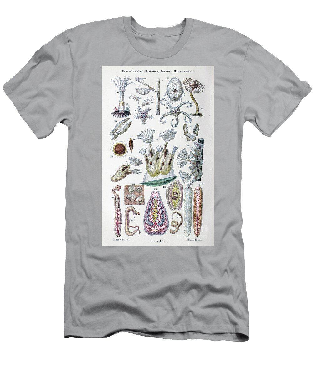 Artworek of Tiny Organisms Under Microscope K2 Historic Illustrations T-Shirt