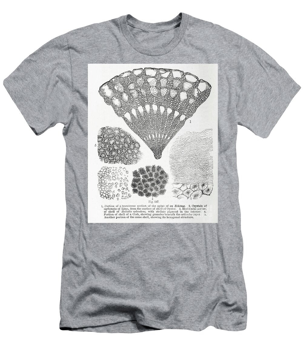 Artwork of Tiny Organisms Under Microscope K1 Historic Illustrations T-Shirt