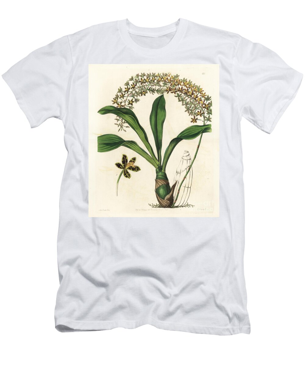 Asian Epiphytic Orchid Variete Tiger Spotted Letter Leaf Orchid Grammatophyllum Multiflorum Var European School T-Shirt