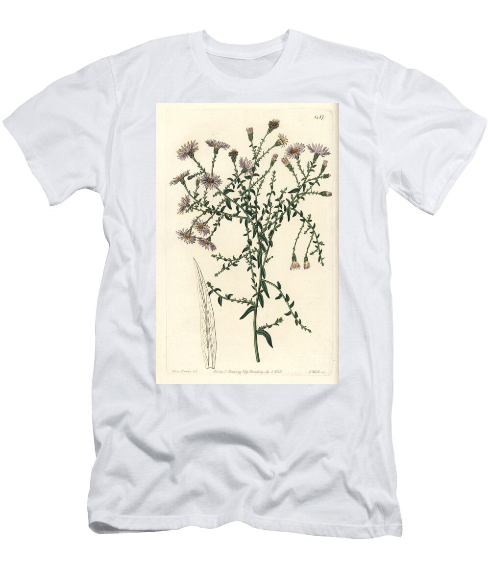 Aster Variete New York Aster Symphyotrichum Dumosum Coris Leaved Starwort Aster Coridifolius Sydenham Teast Edwards T-Shirt