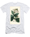 Asystasia Scandens Climbing Henfreya Henfreya Scandens European School T-Shirt