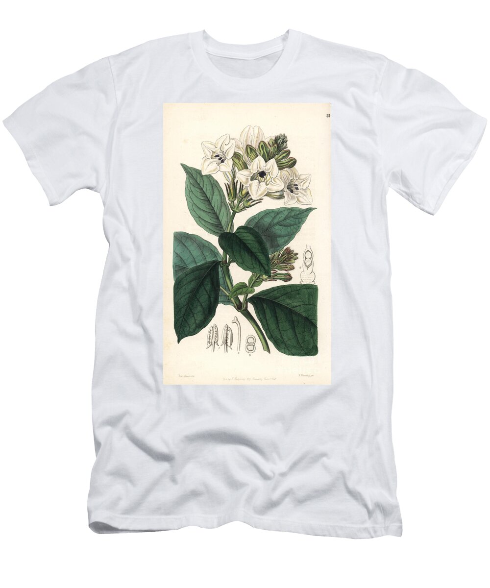 Asystasia Scandens Climbing Henfreya Henfreya Scandens European School T-Shirt