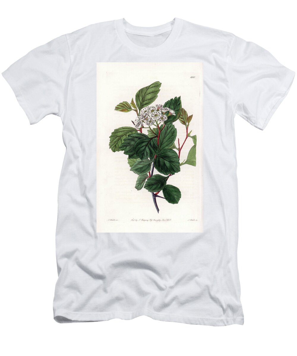 Aubepine or White Thorn Native of North America Sydenham Teast Edwards T-Shirt