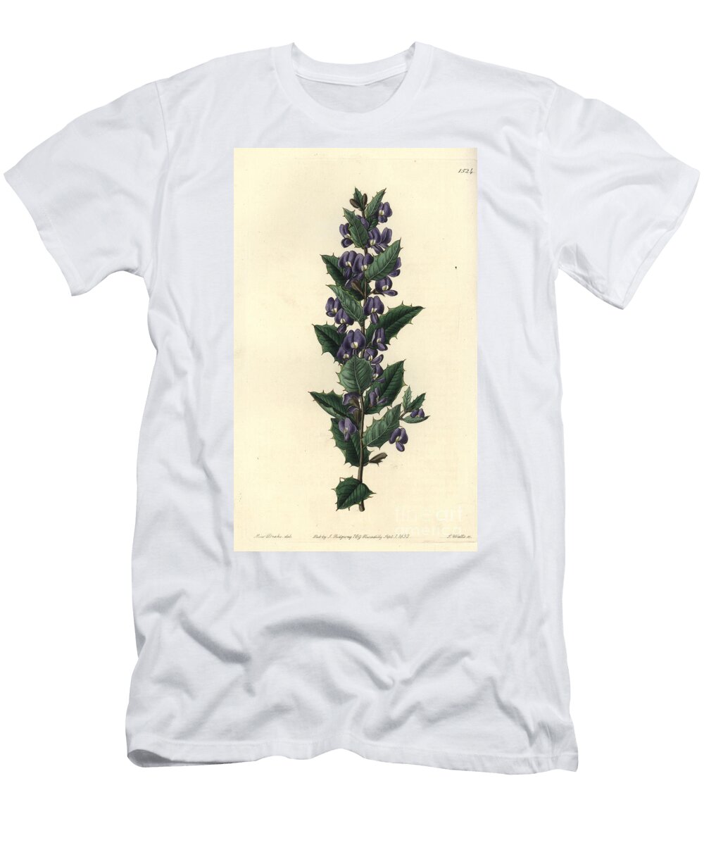 Australian Hovea Shrub Variete Hovea Chorizemifolia Chorozemma Leaved Hovea Hovea Chorozemaefolia Sydenham Teast Edwards T-Shirt