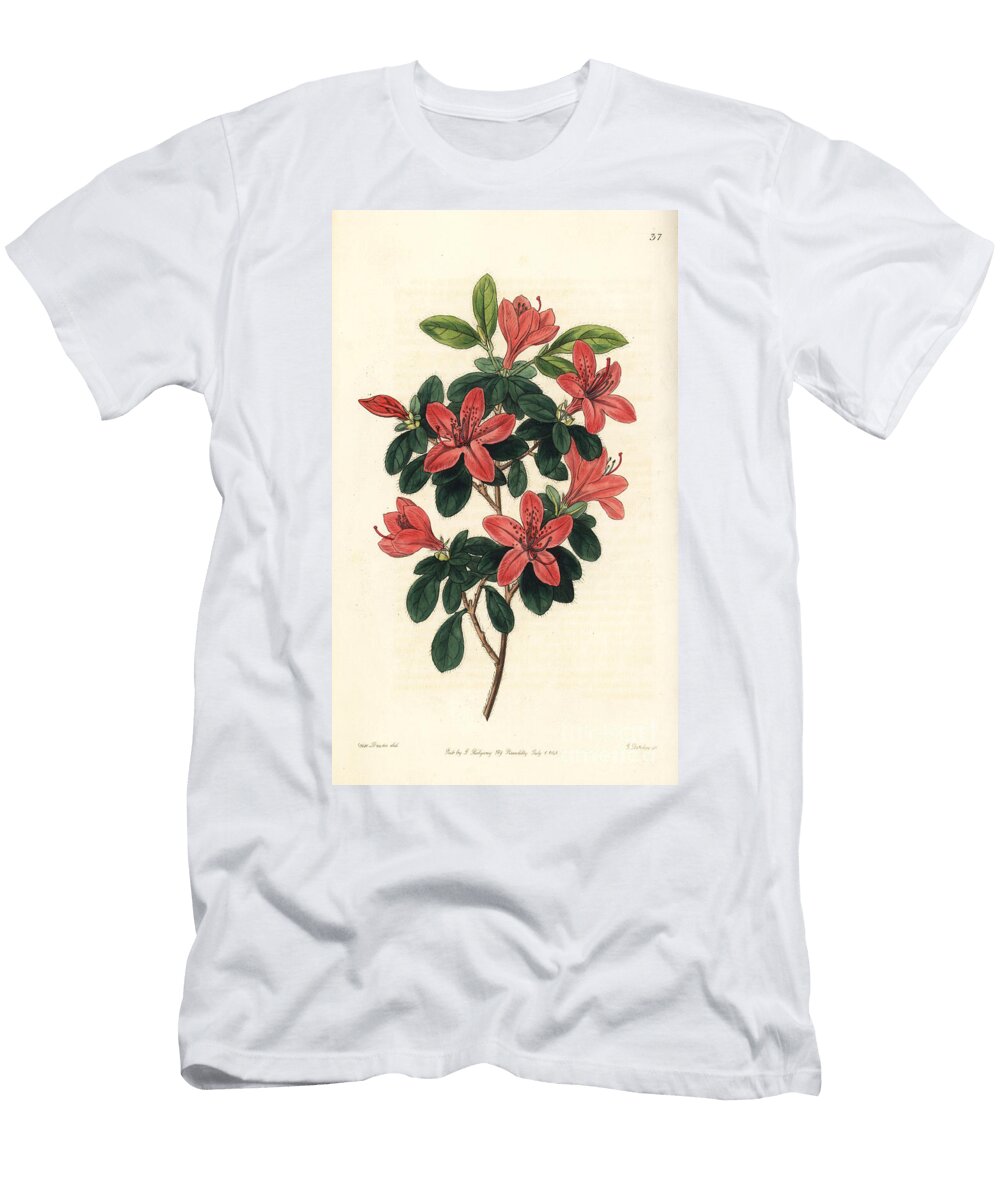 Azalee Japanese Azalea or Tsutsuji Rhododendron Indicum Blunt Leaved Azalea Azalea Obtusa European School T-Shirt