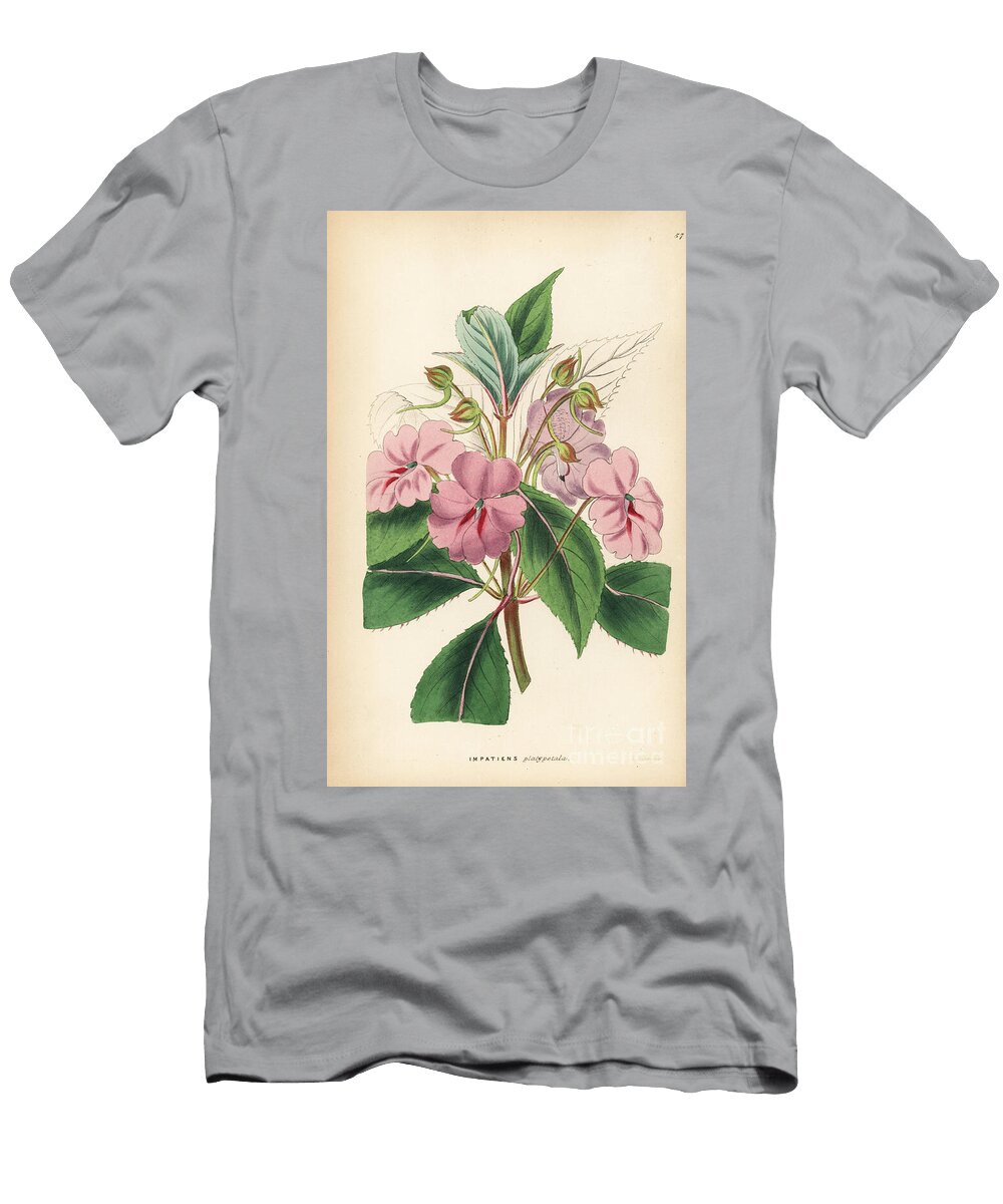 Balsamine a Petales Plans Broad Petaled Balsam Impatiens Platypetala European School T-Shirt
