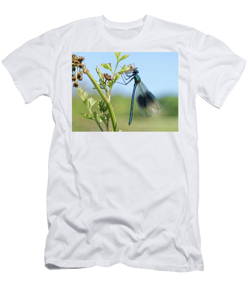 Banded Demoiselle Damselfly Male Eating a Green Drake Nick Upton Natureplcom T-Shirt
