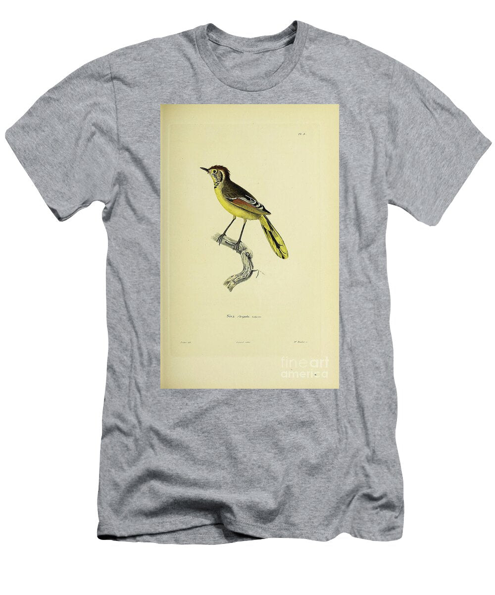 Bar Throated Minla India 1843 R1 Historic Illustrations T-Shirt
