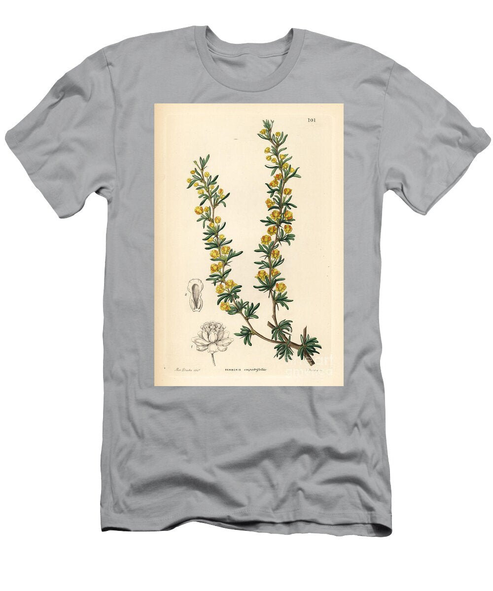 Barberry Crowberry Leaved Berberry Berberis Empetrifolia European School T-Shirt