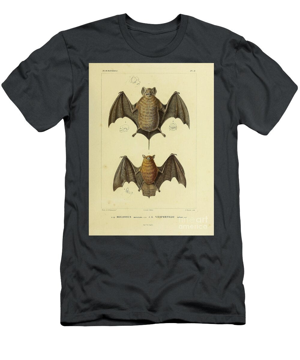 Bat of South America U1 Historic Illustrations T-Shirt
