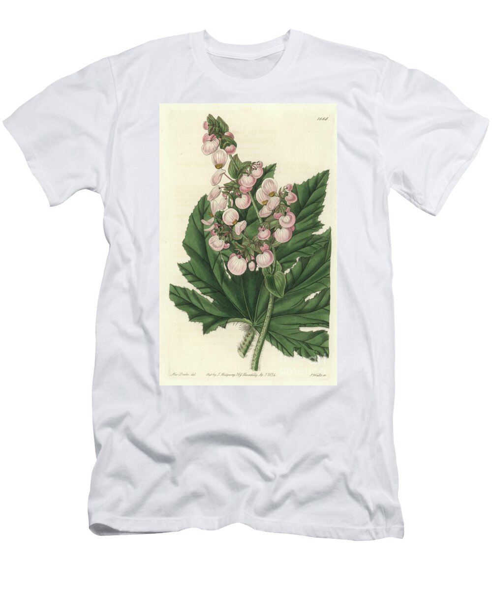 Begonia Has Pale Pink Flowers Native to Mexico Sydenham Teast Edwards T-Shirt