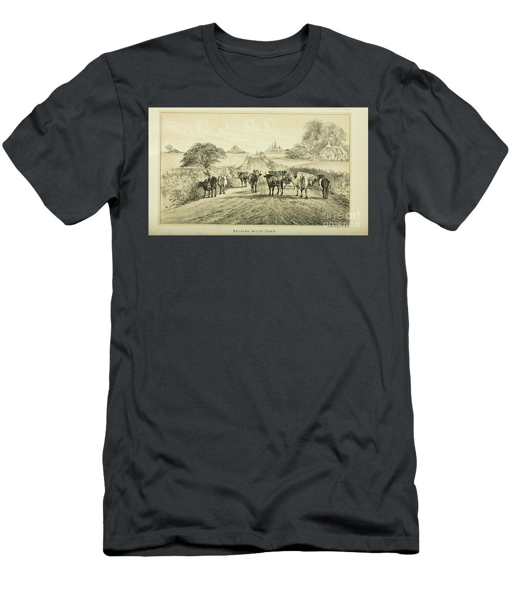 Belgium Milk Cows Q1 Historic Illustrations T-Shirt