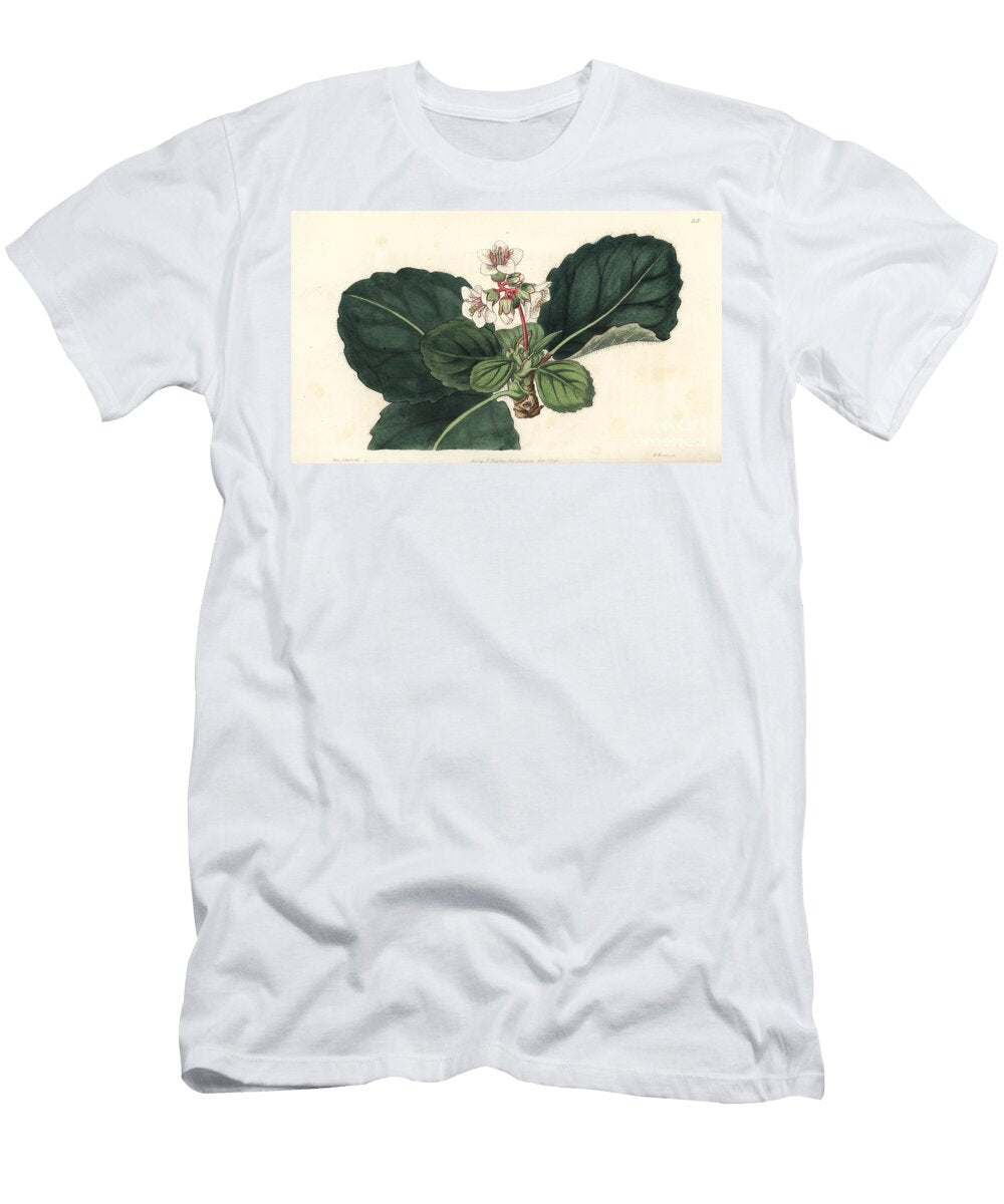 Bergenie Ciliee Bergenia Ciliata Coarse Fringed Indian Saxifrage Saxifraga Thysanodes European School T-Shirt