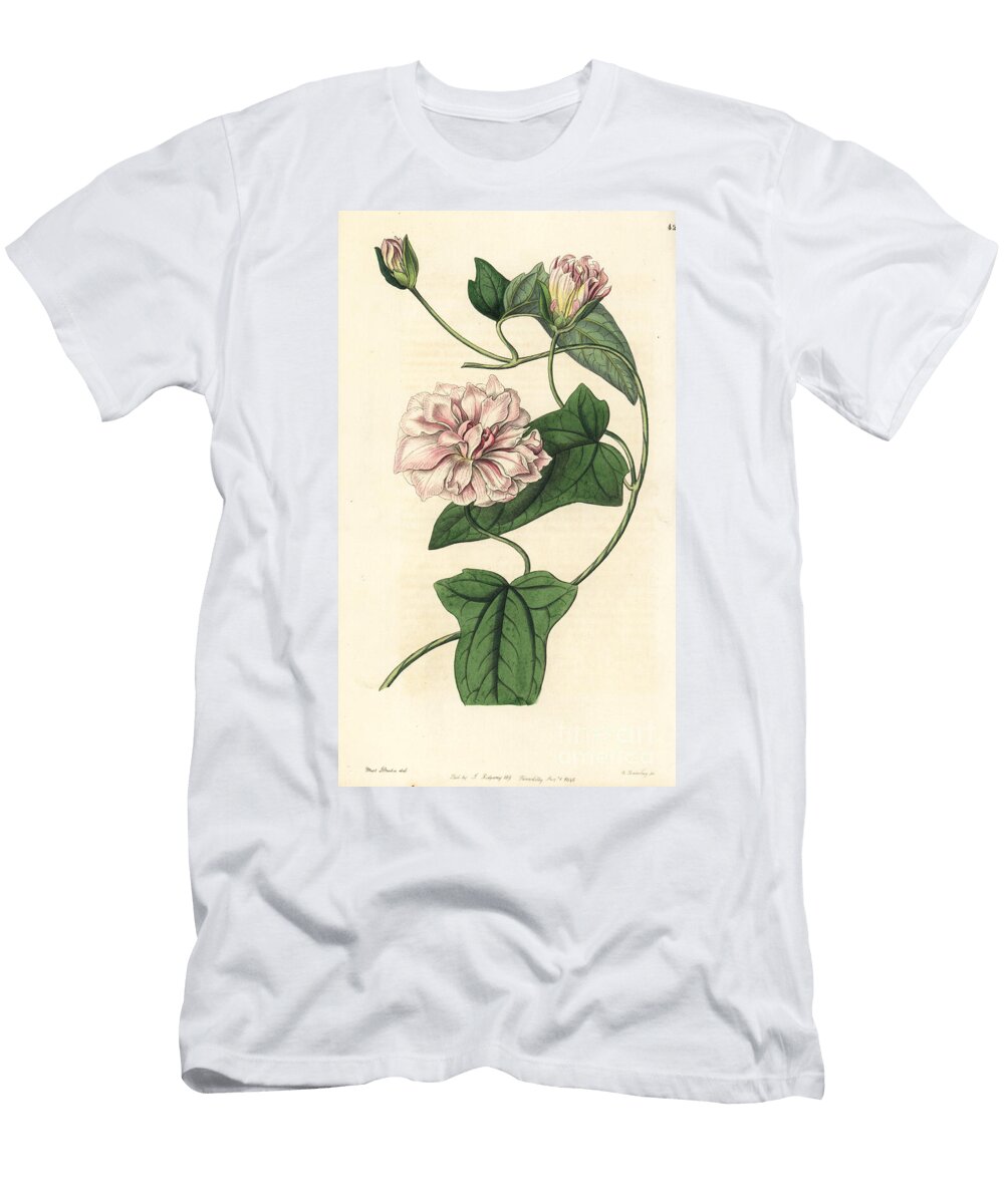 Bindweed Variete Downy Bindweed Calystegia Pubescens European School T-Shirt