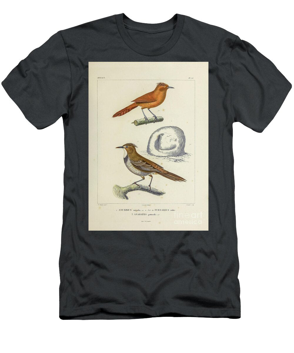 Bird Nest of South America 1835 U1 Historic Illustrations T-Shirt