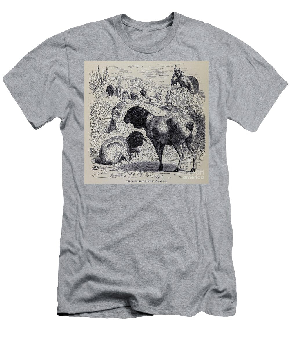 Black Headed Sheep M1 Historic Illustrations T-Shirt