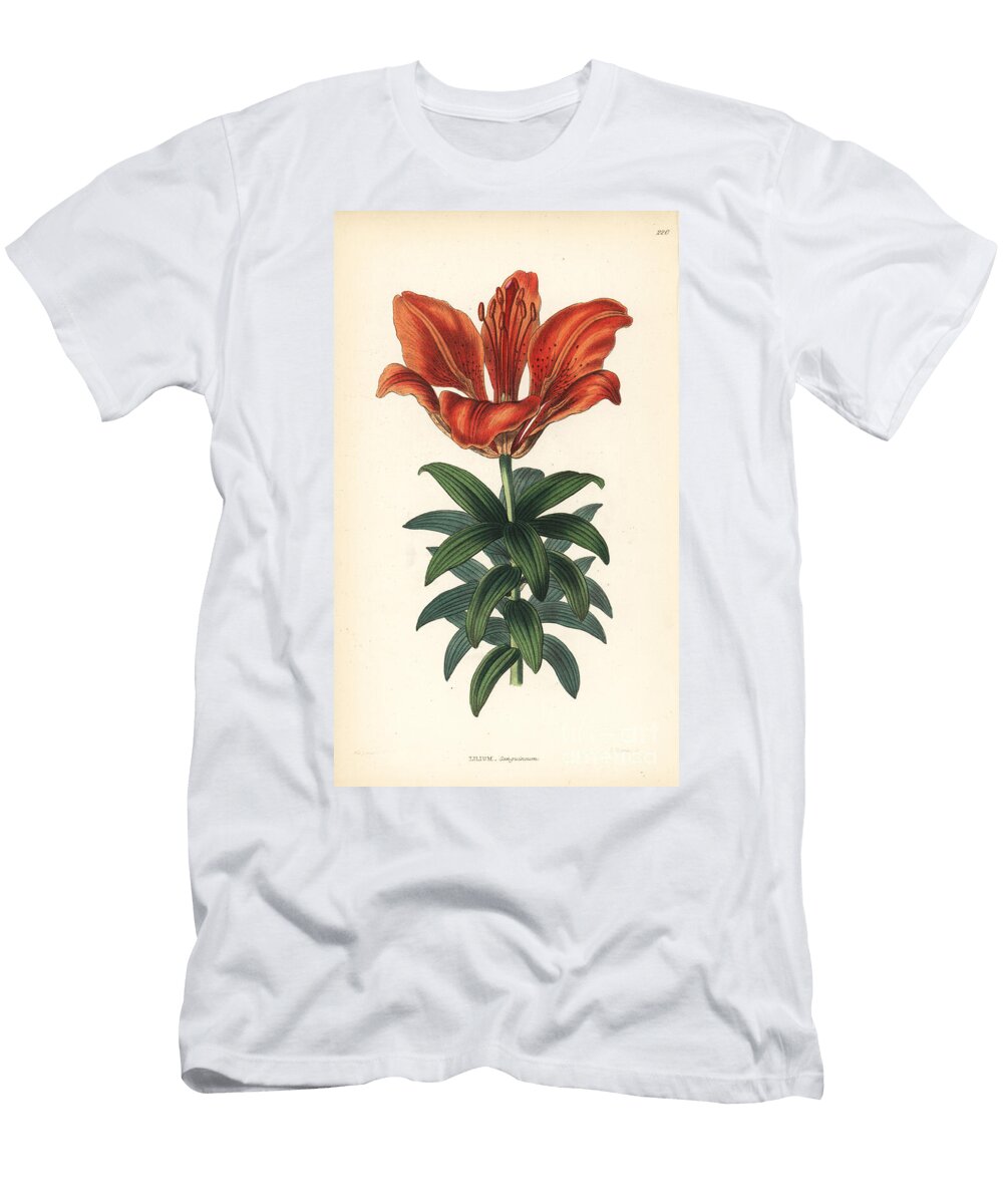 Blood Purple Lily Orange Lily Lilium Bulbiferum Blood Red Lily Lilium Sanguineum European School T-Shirt