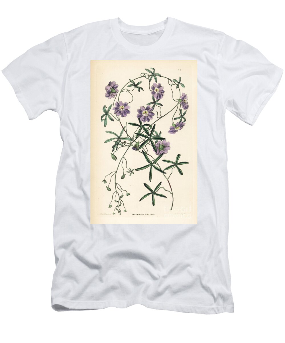 Blue Capuchin Blue Nasturtium or Indian Cress Tropaeolum Azureum European School T-Shirt