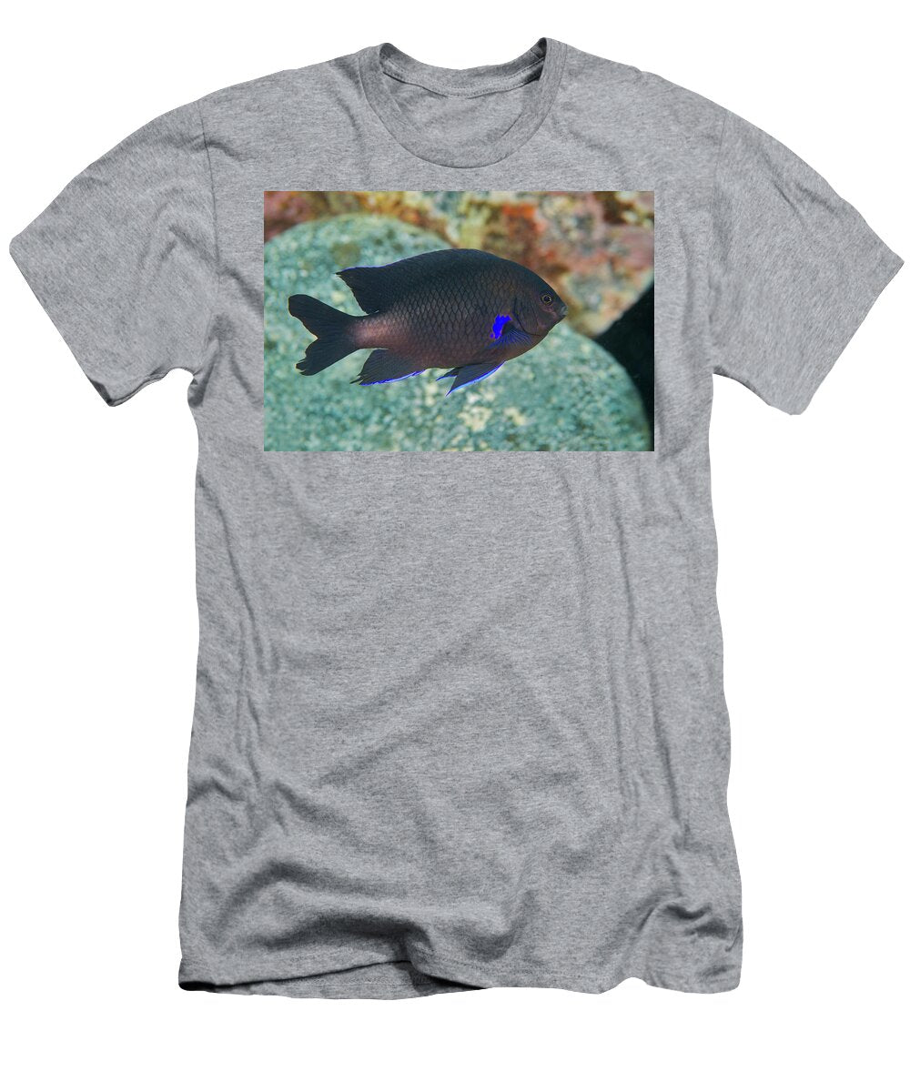Blue Fin Damselfish Swimming Over Rocks Tenerife Canary Sergio Hanquet Natureplcom T-Shirt