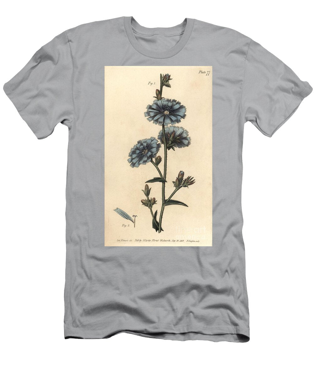 Blue Succory or Common Chicory Cichorium Intybus Polygamia Aequalis Sydenham Teast Edwards T-Shirt