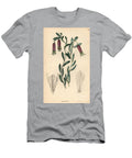 Bomarea Dulcis Sweet Collania Collania Dulcis European School T-Shirt