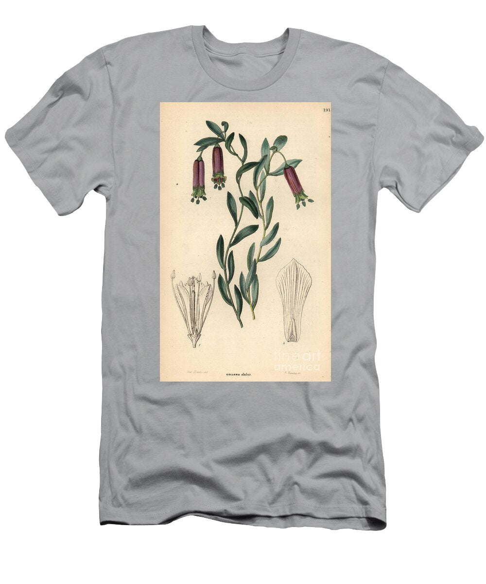 Bomarea Dulcis Sweet Collania Collania Dulcis European School T-Shirt