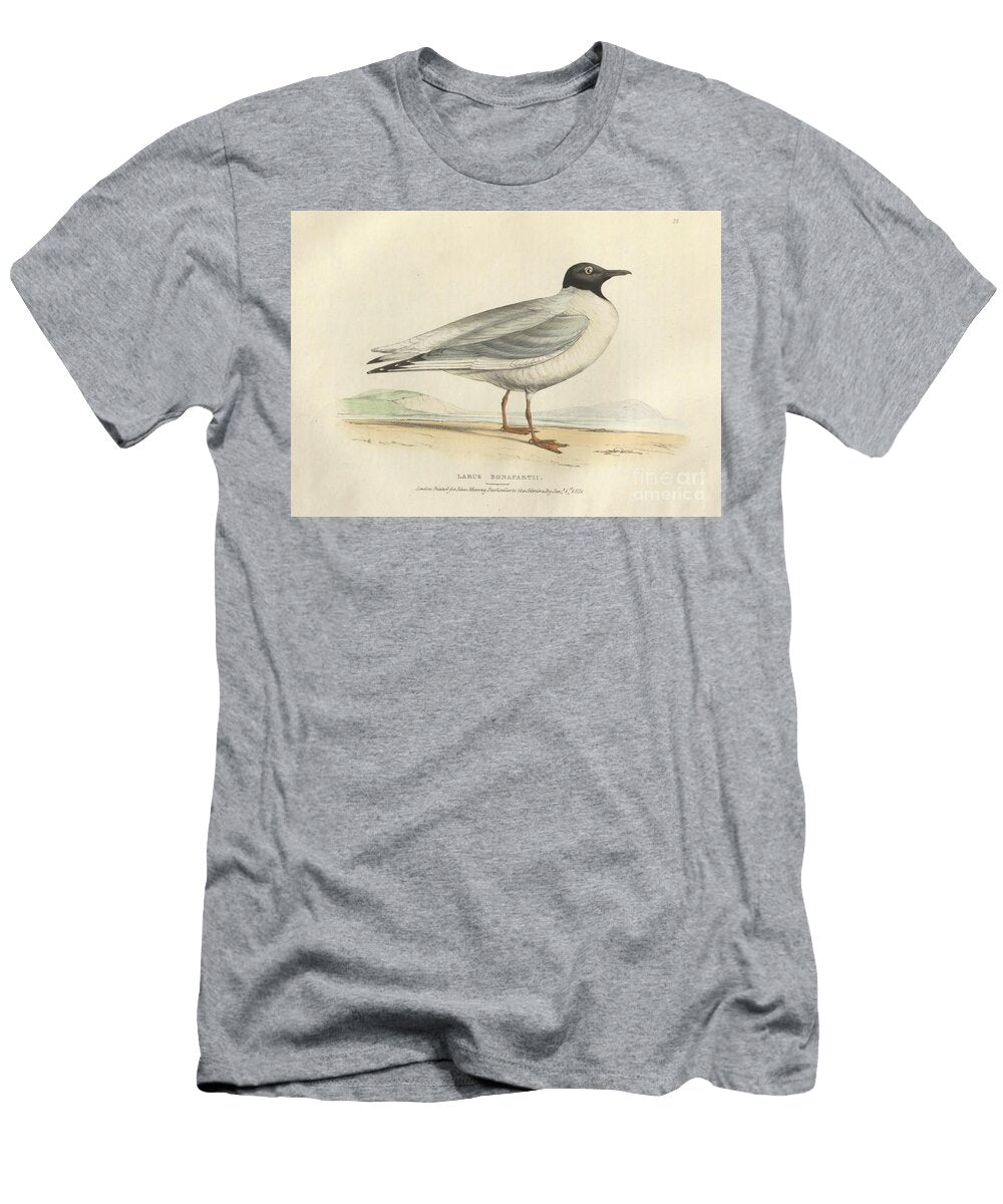 Bonapartian Gull Larus Bonapartii O1 Historic Illustrations T-Shirt