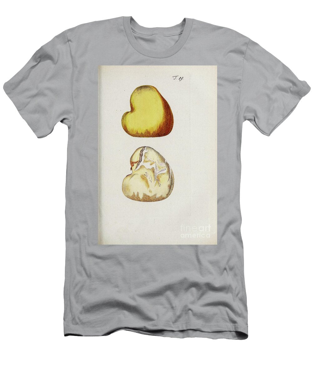 Botanical Illustration By Jacquin 1778 M1 Historic Illustrations T-Shirt