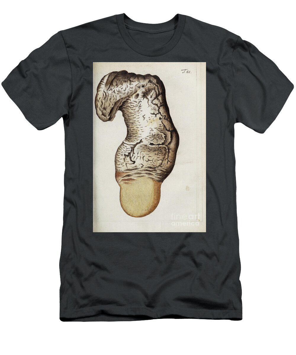 Botanical Illustration By Jacquin 1778 M2 Historic Illustrations T-Shirt
