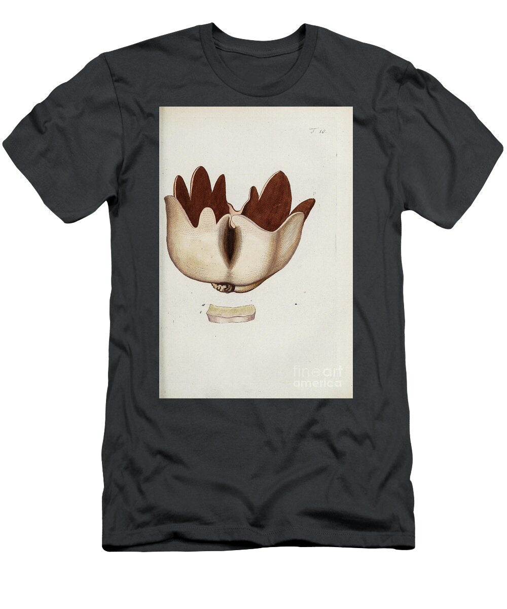 Botanical Illustration By Jacquin 1778 N1 Historic Illustrations T-Shirt
