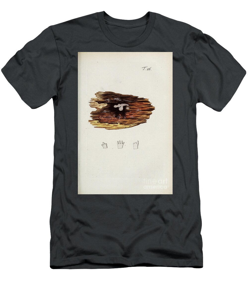 Botanical Illustration By Jacquin 1778 N6 Historic Illustrations T-Shirt