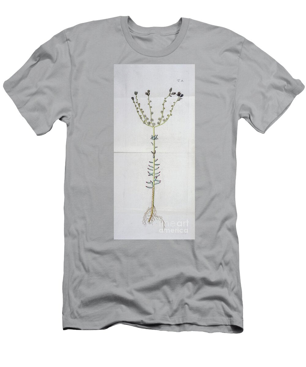 Botanical Illustration By Jacquin 1778 O5 Historic Illustrations T-Shirt