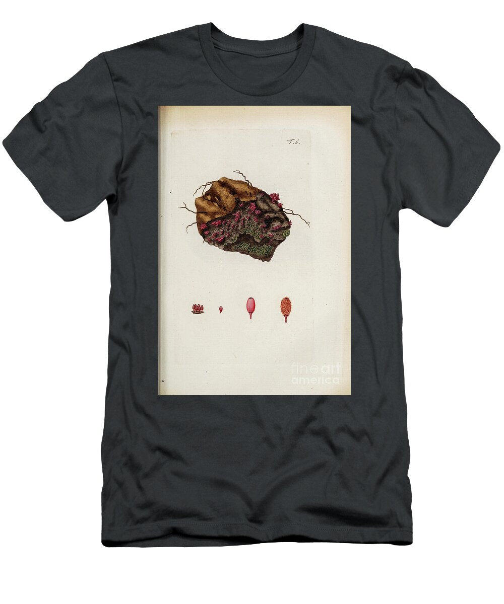 Botanical Illustration By Jacquin 1778 O6 Historic Illustrations T-Shirt