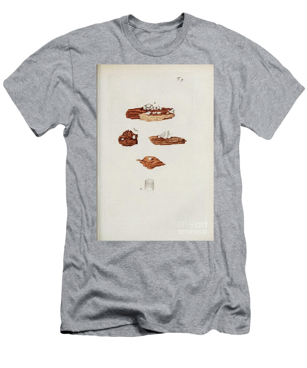 Botanical Illustration By Jacquin 1778 O9 Historic Illustrations T-Shirt