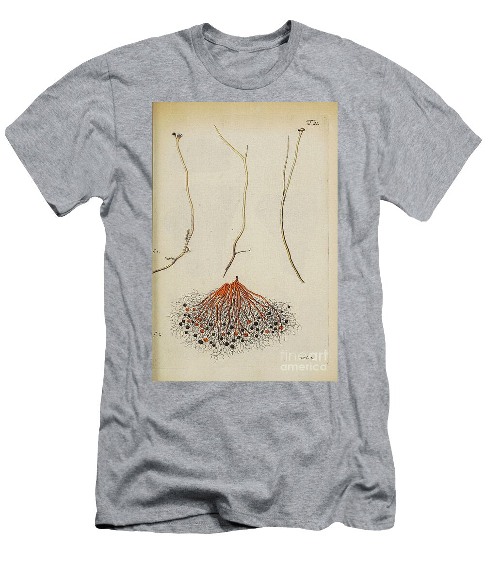 Botanical Illustration By Jacquin 1781 N3 Historic Illustrations T-Shirt