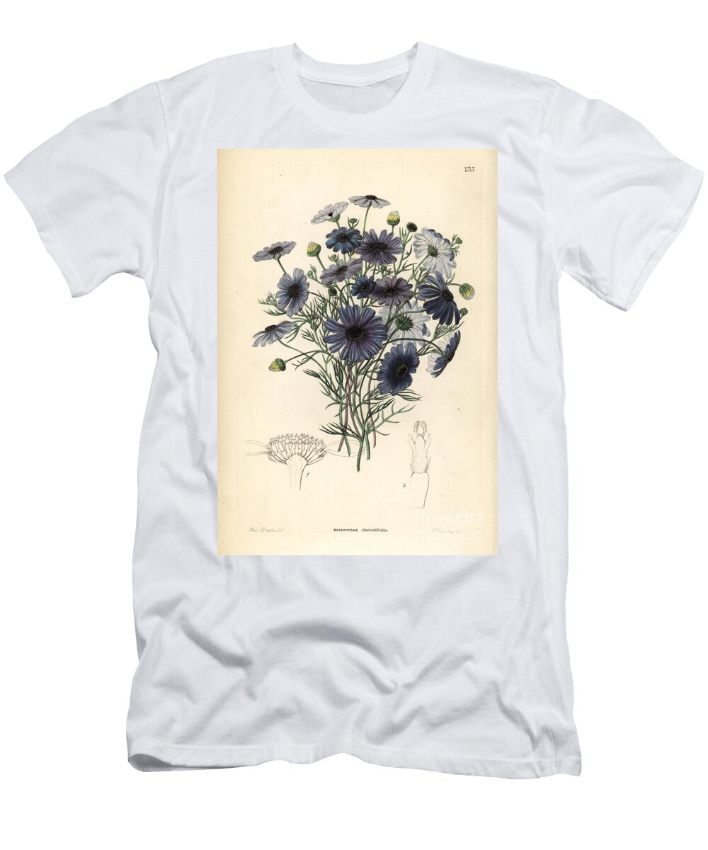 Brachycoma Has Iberide Leaves Iberis Swan River Daisy Brachyscome Iberidifolia European School T-Shirt