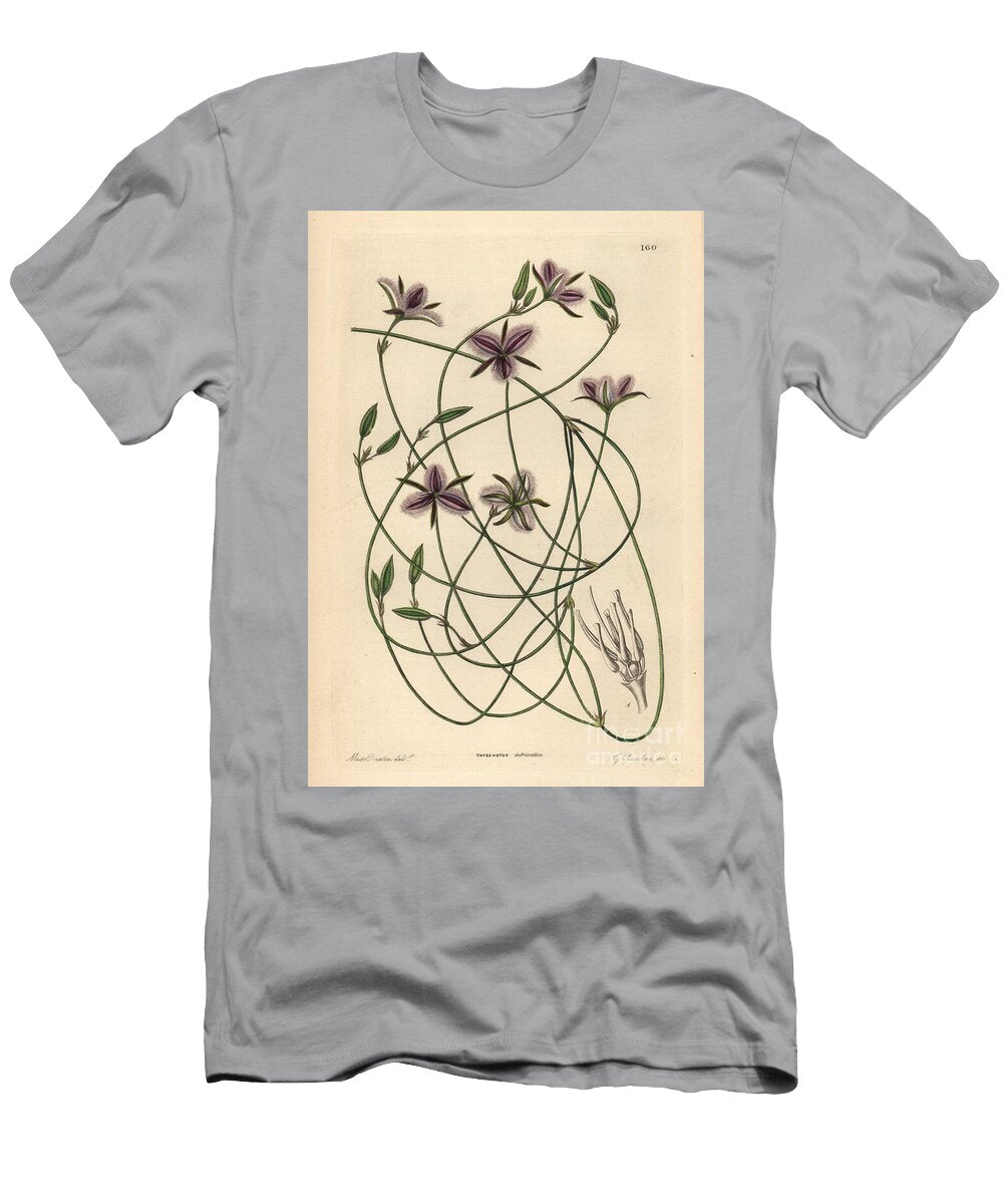 Branching Fringe Lily Thysanotus Dichotomus Entangled Thysanotus Thysanotus Intricatus European School T-Shirt
