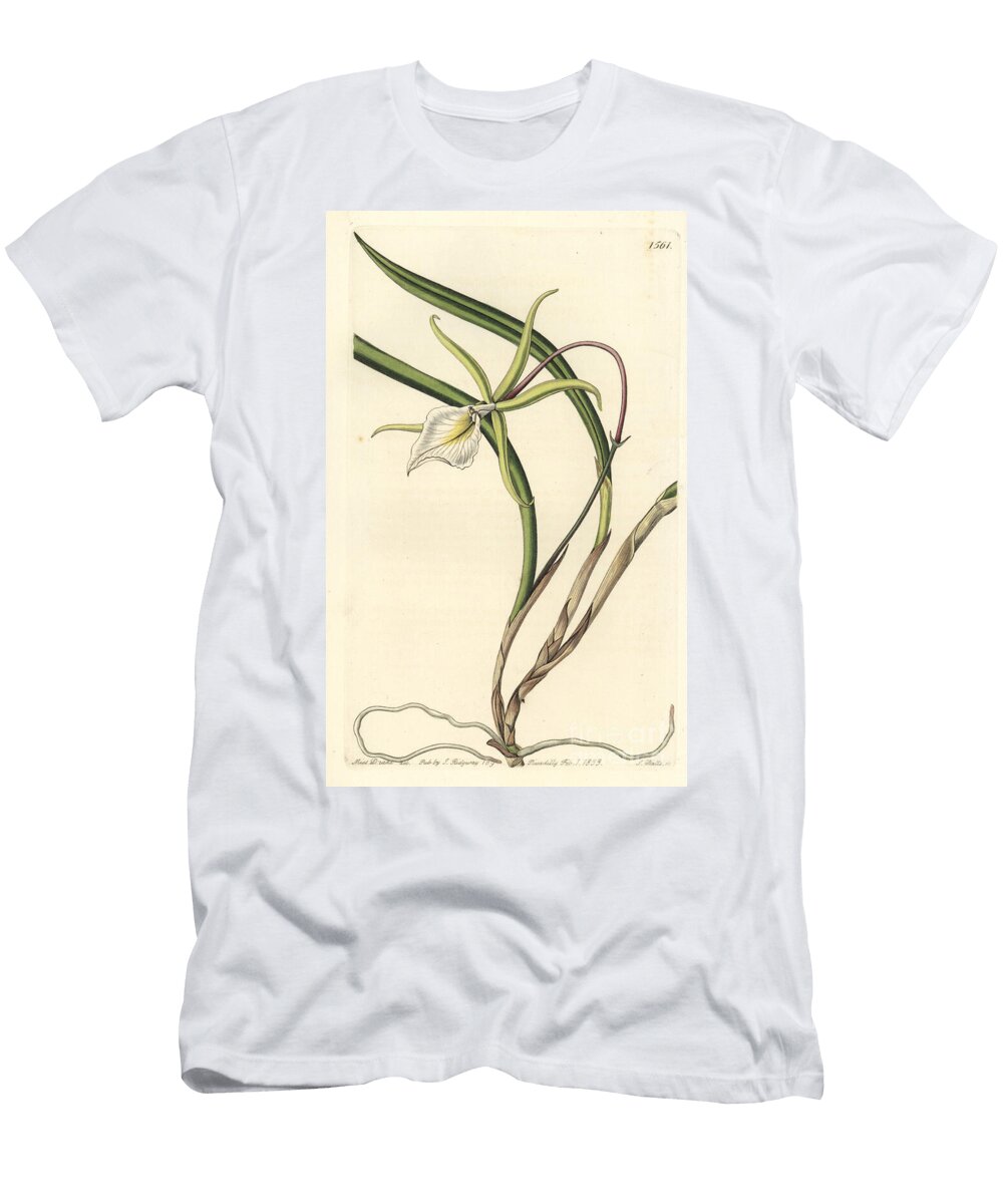 Brassavola Perrinii Perrins Brasavola Brasavola Perrinii Sydenham Teast Edwards T-Shirt