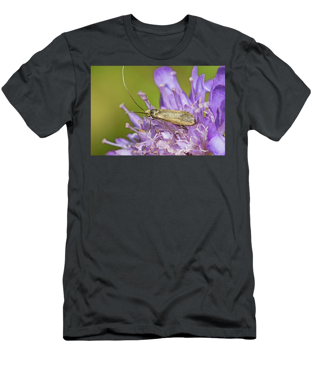 Brassy Longhorn Micro Moth on Its Food Plant Small Rod Williams Natureplcom T-Shirt